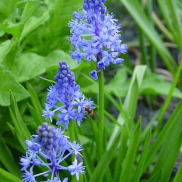 Scilla litardierei