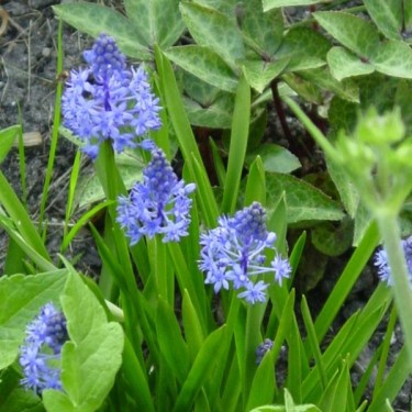 Scilla litardierei