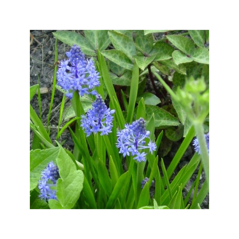 Scilla litardierei