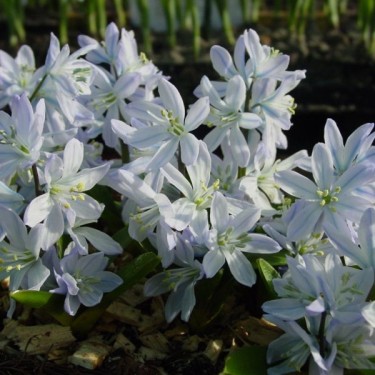 Scilla mischtschenkoana 'Tubergeniana'