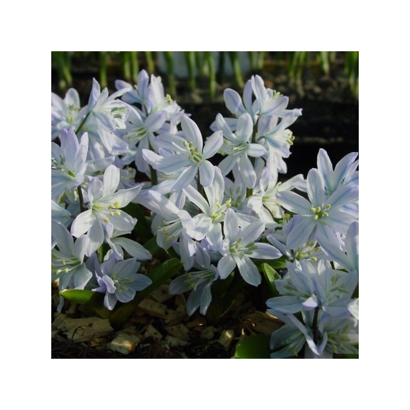 Scilla mischtschenkoana 'Tubergeniana'