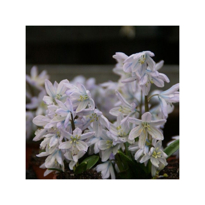 Scilla mischtschenkoana 'Tubergeniana'