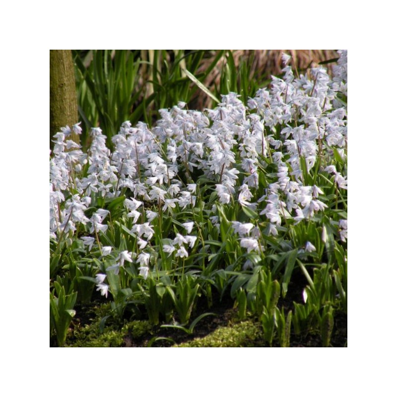 Scilla mischtschenkoana 'Tubergeniana'