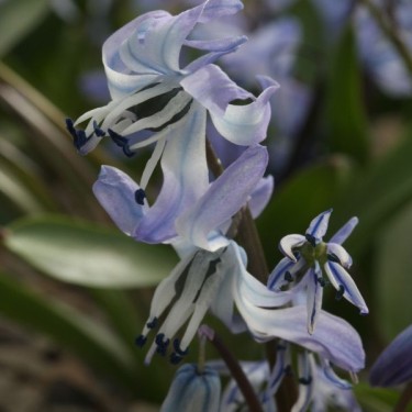 Scilla rosenii