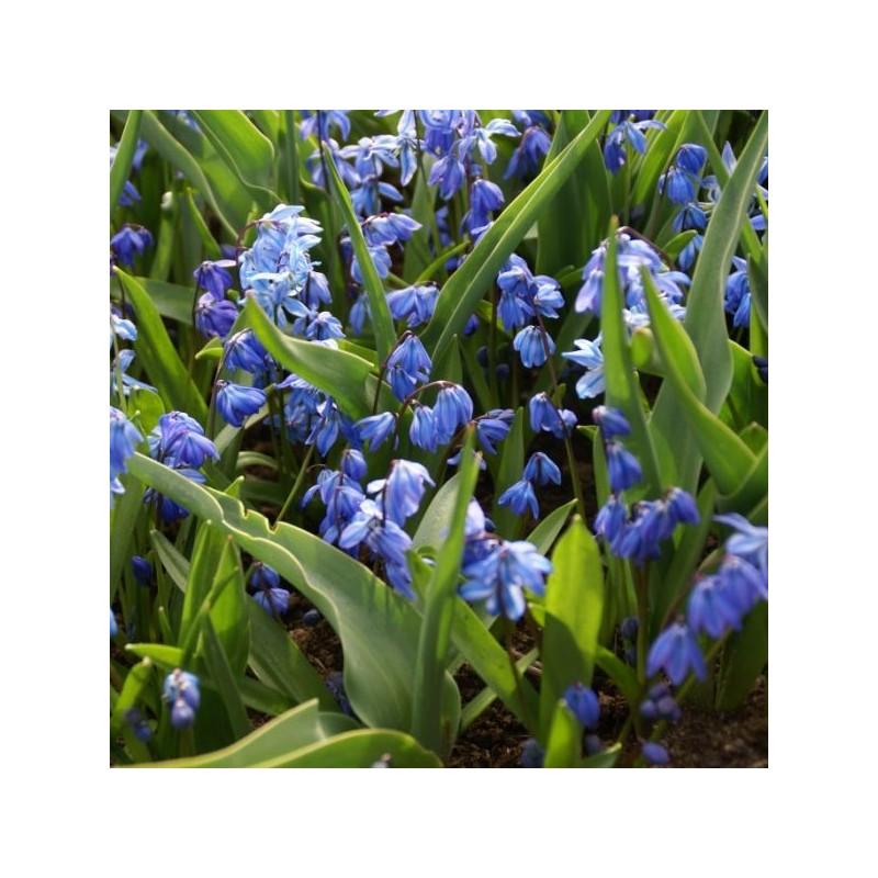 Scilla siberica