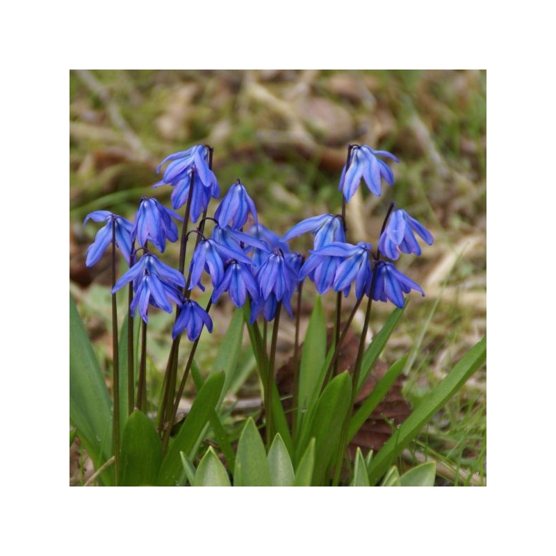 Scilla siberica