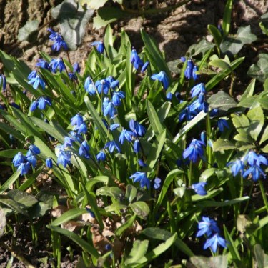 Scilla siberica