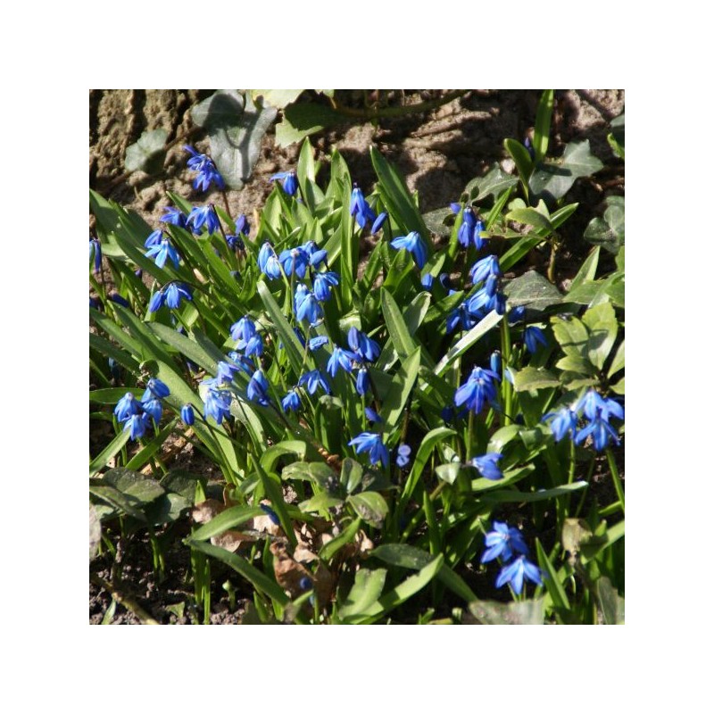 Scilla siberica