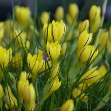 Nothoscordum dialystemon