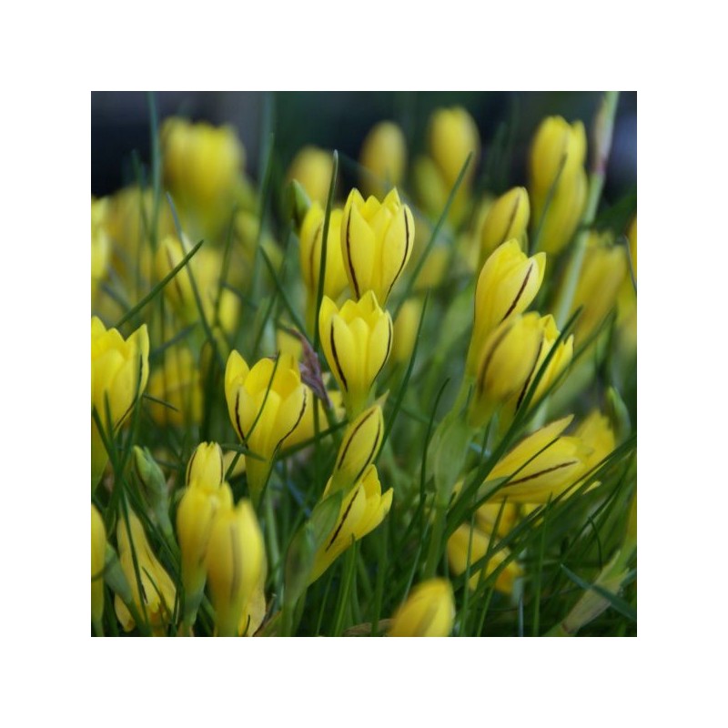 Nothoscordum dialystemon