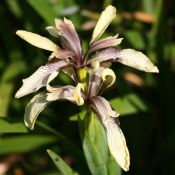 Iris foetidissima 'Citrina'