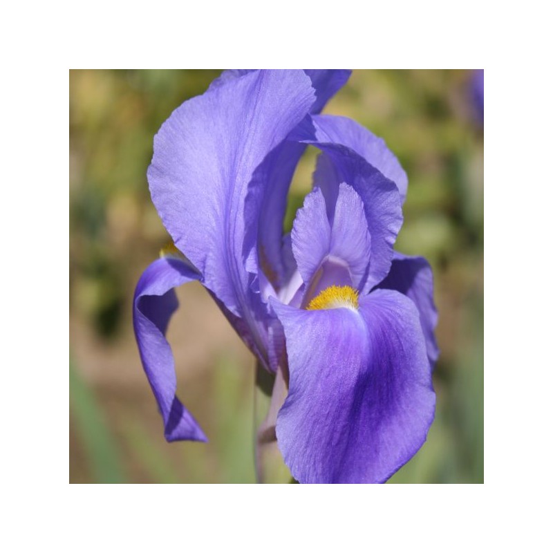 Iris hoogiana