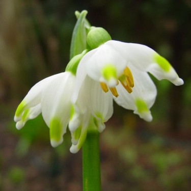 Leucojum vernum v.carpaticum 'Podpolozje'