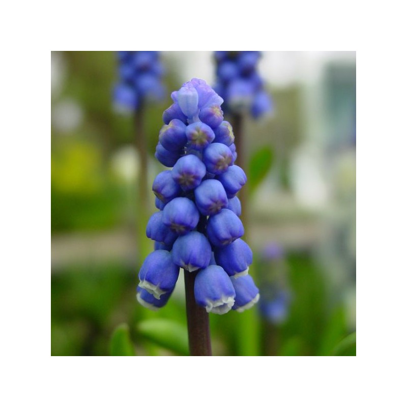 Muscari botryoides 'Superstar'
