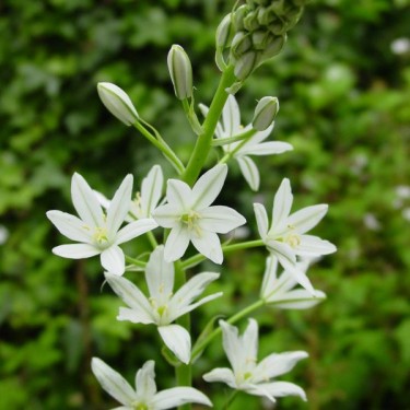 Ornithogalum narbonense