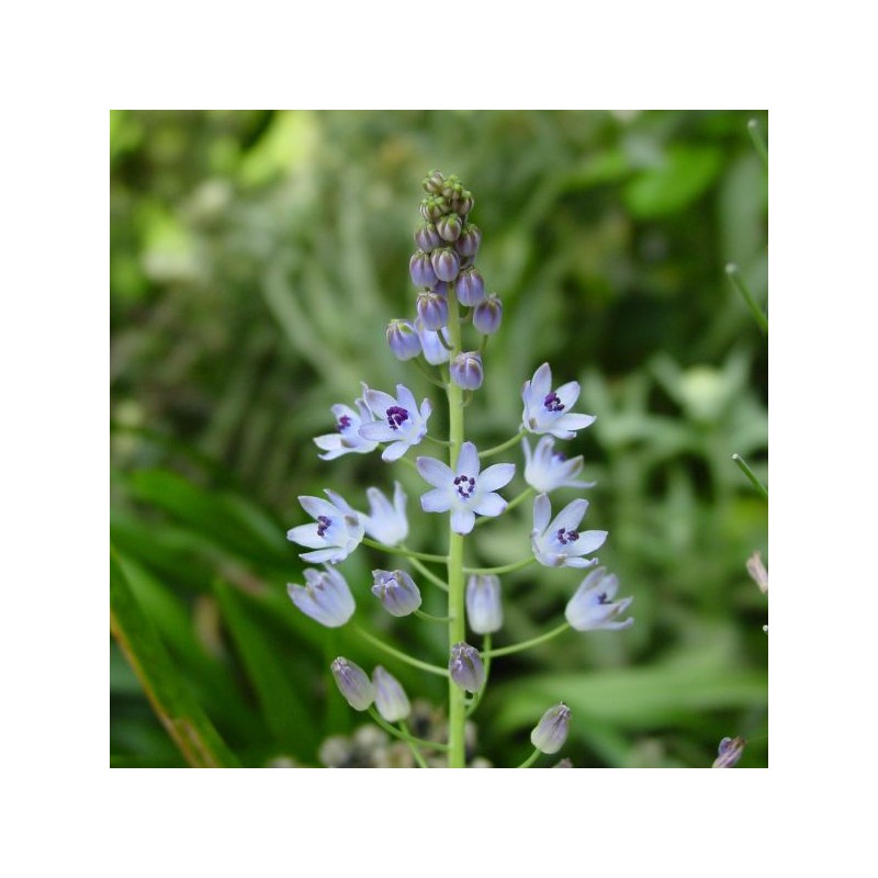 Scilla autumnalis