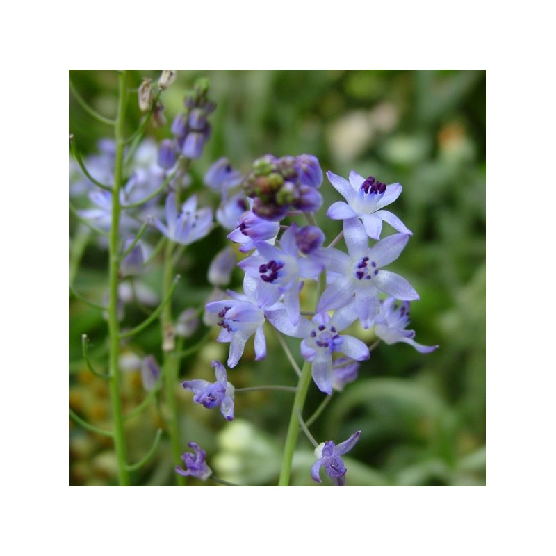 Scilla autumnalis