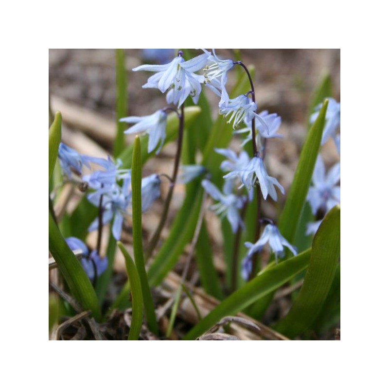 Scilla mesopotamica
