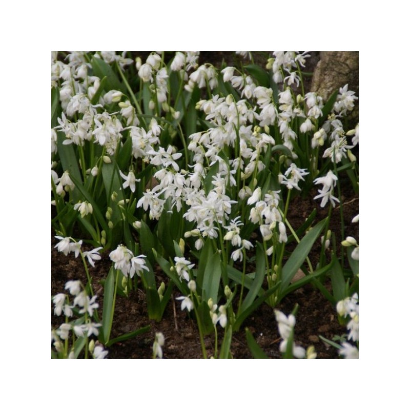Scilla siberica 'Alba'