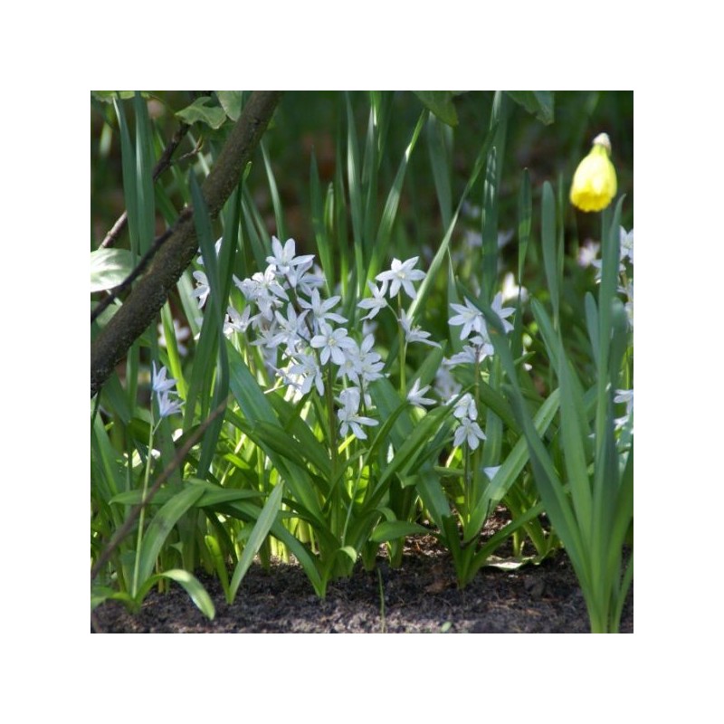 Scilla siberica 'Alba'