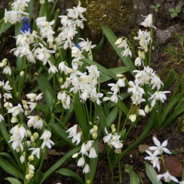 Scilla siberica 'Alba'