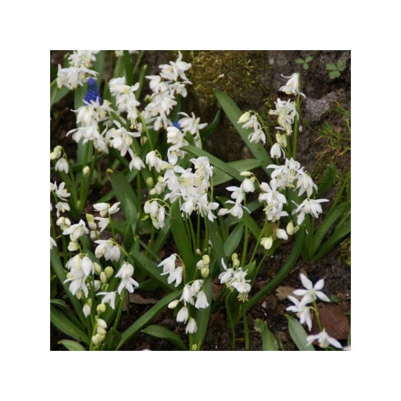Scilla siberica 'Alba'