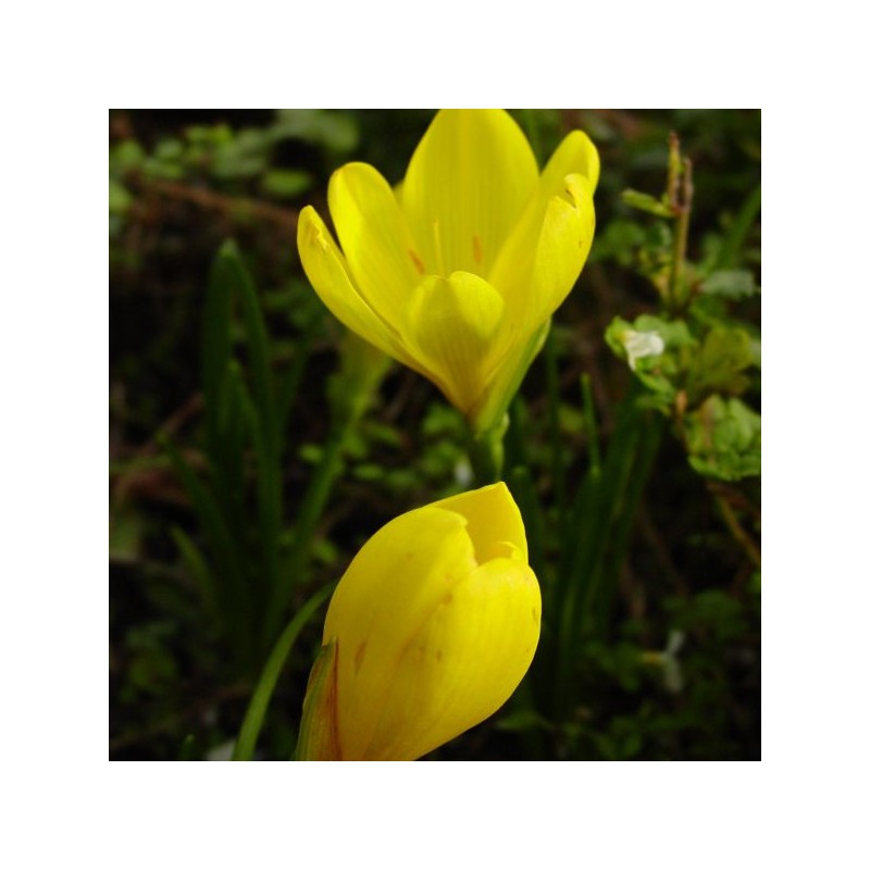 Sternbergia lutea