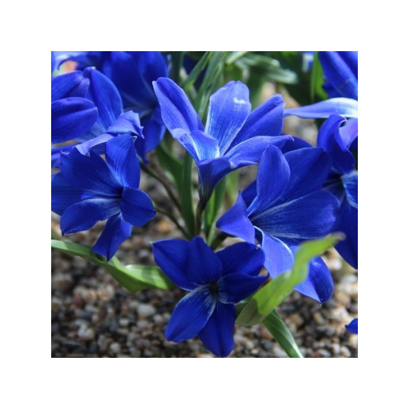 Tecophilaea cyanocrocus