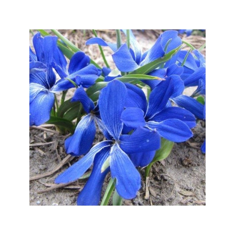 Tecophilaea cyanocrocus