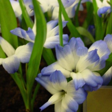 Tecophilaea cyanocrocus 'Leichtlinii'