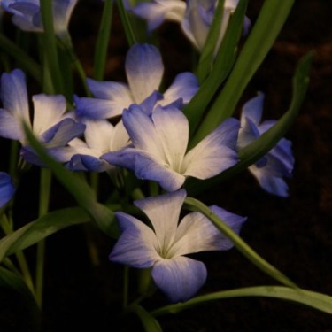 Tecophilaea cyanocrocus 'Leichtlinii'