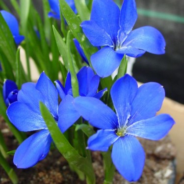 Tecophilaea cyanocrocus