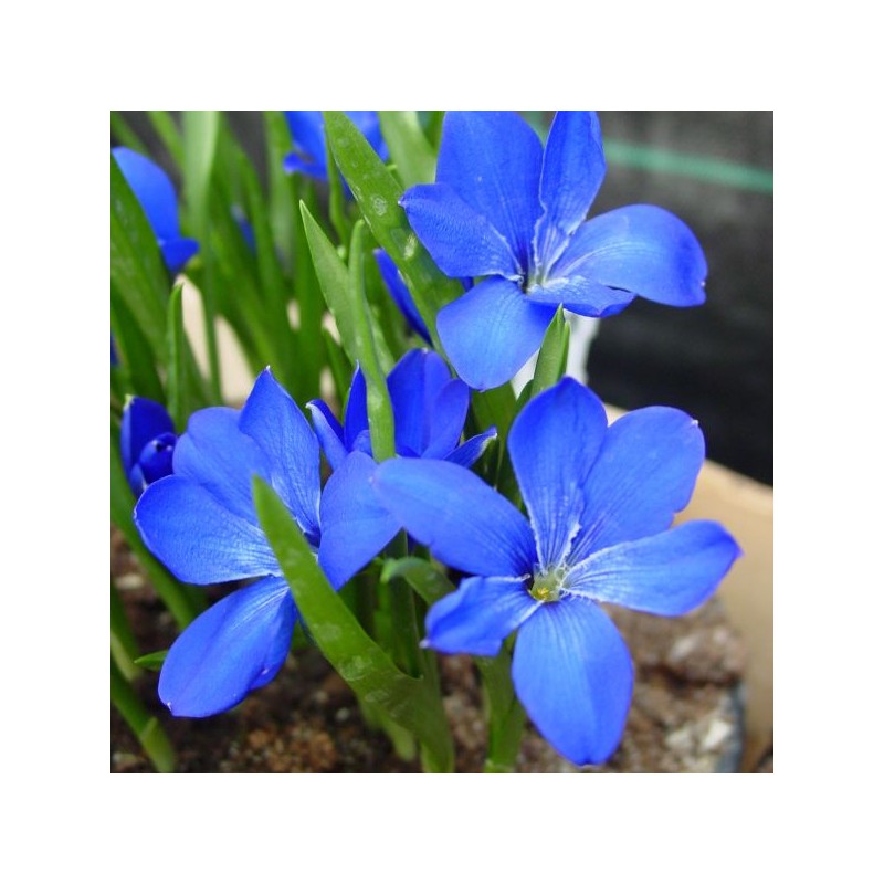 Tecophilaea cyanocrocus