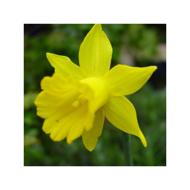 Narcissus 'Small Talk'