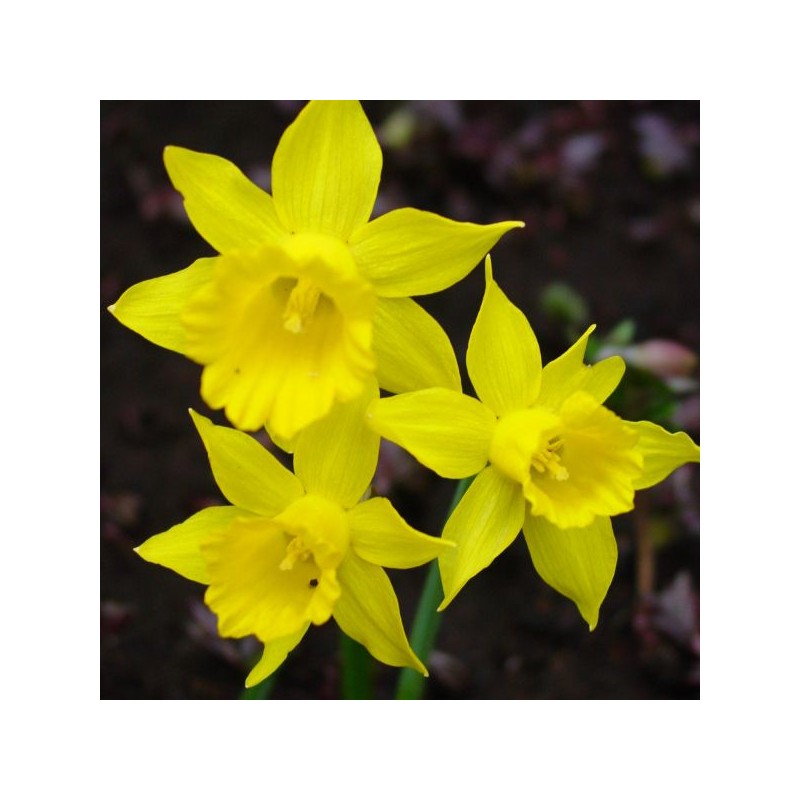 Narcissus 'Small Talk'