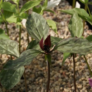 Trillium recurvatum  