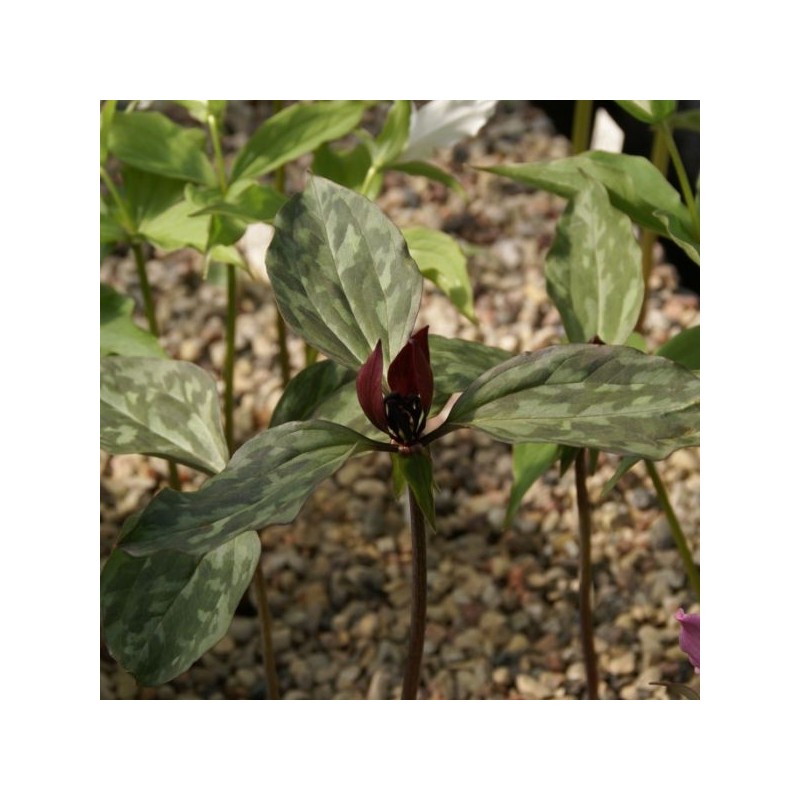 Trillium recurvatum  
