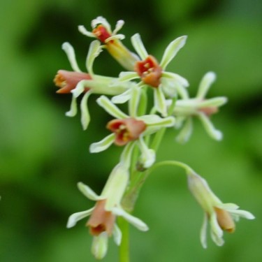 Tulbaghia capensis