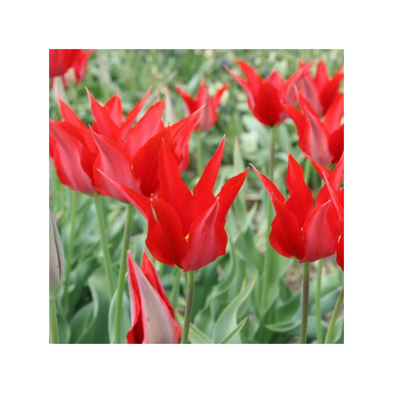 Tulipa 'Velvet Lily'