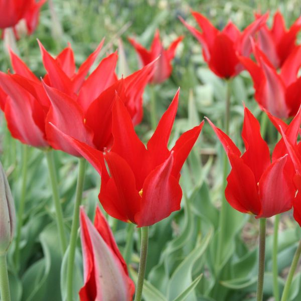 Tulipa 'Velvet Lily'