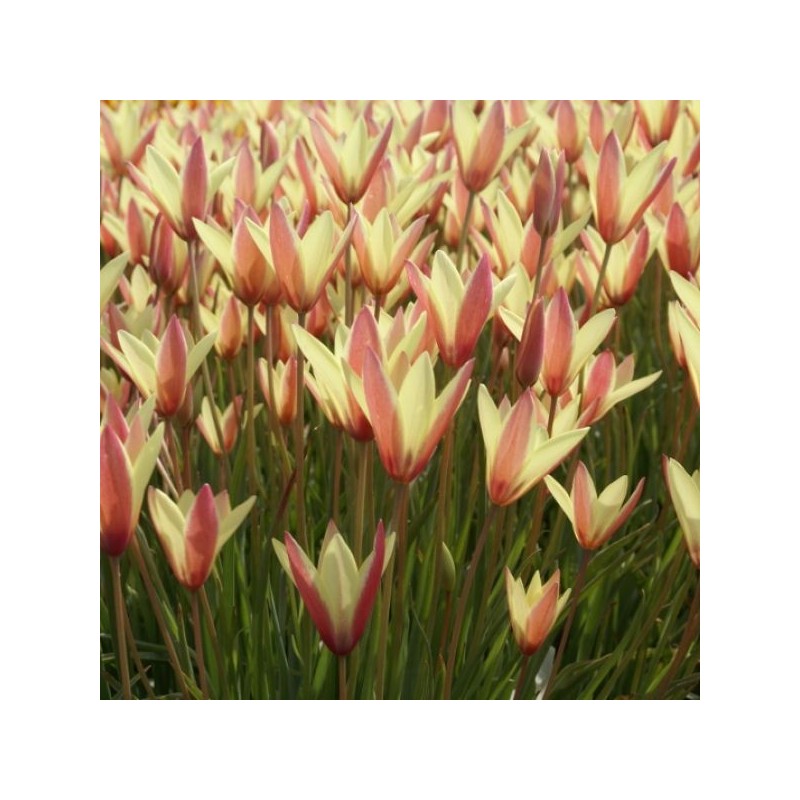 Tulipa clusiana 'Cynthia'