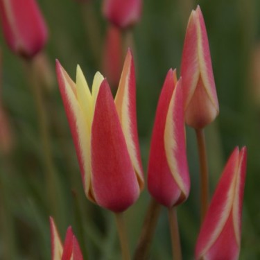 Tulipa clusiana 'Cynthia'