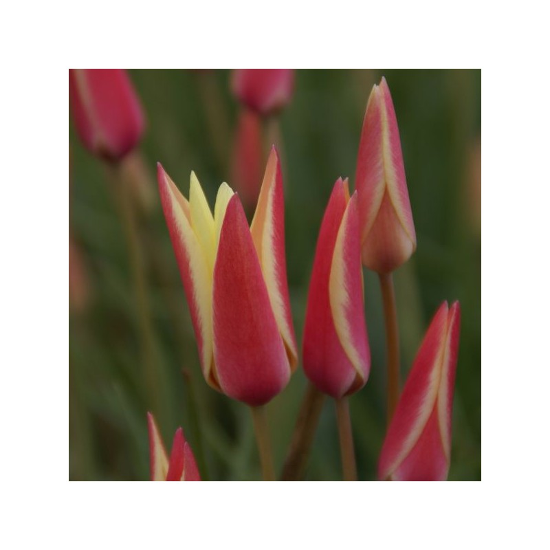 Tulipa clusiana 'Cynthia'