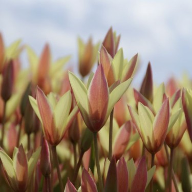 Tulipa clusiana 'Cynthia'