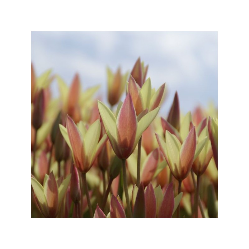 Tulipa clusiana 'Cynthia'