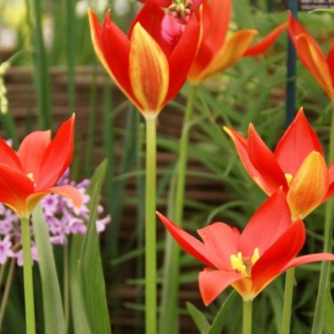 Tulipa sprengeri