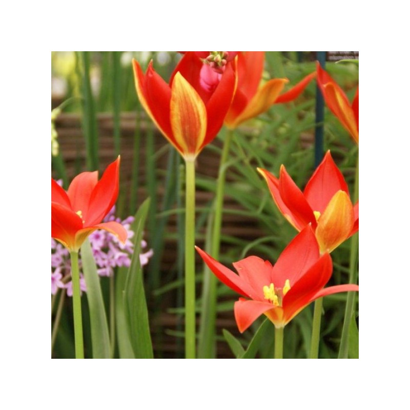 Tulipa sprengeri