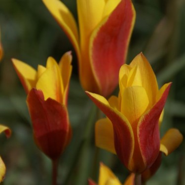 Tulipa clusiana var. chrysantha 'Tubergen's Gem'
