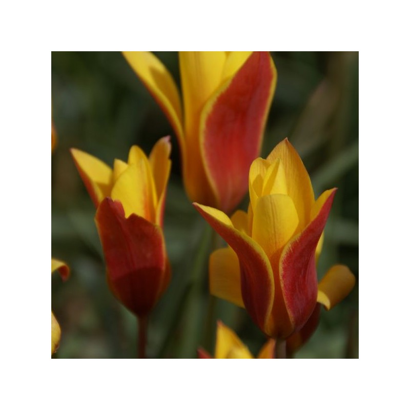 Tulipa clusiana var. chrysantha 'Tubergen's Gem'