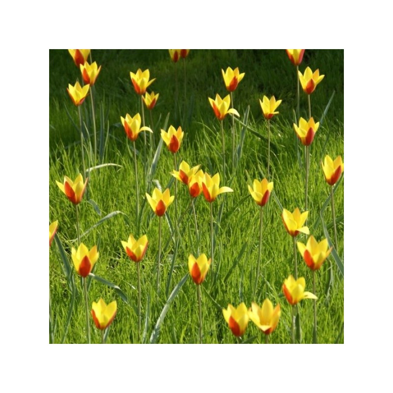 Tulipa clusiana var. chrysantha 'Tubergen's Gem'